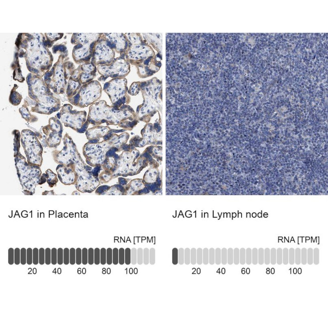 Jagged1 Antibody