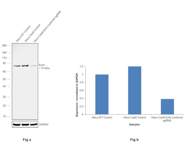 Ezrin Antibody