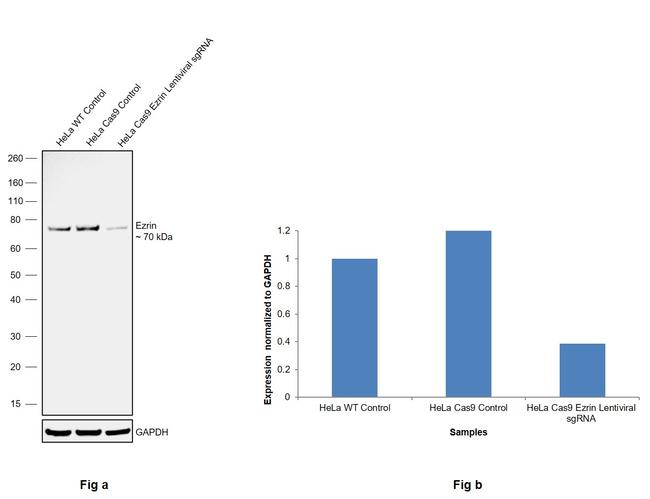 Ezrin Antibody in Western Blot (WB)