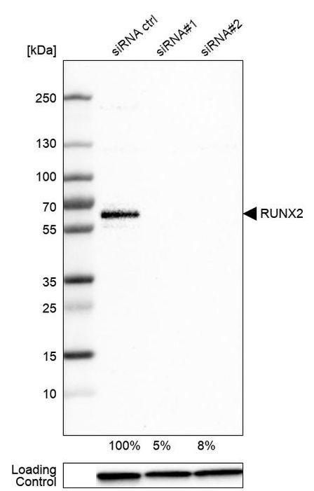 RUNX2 Antibody