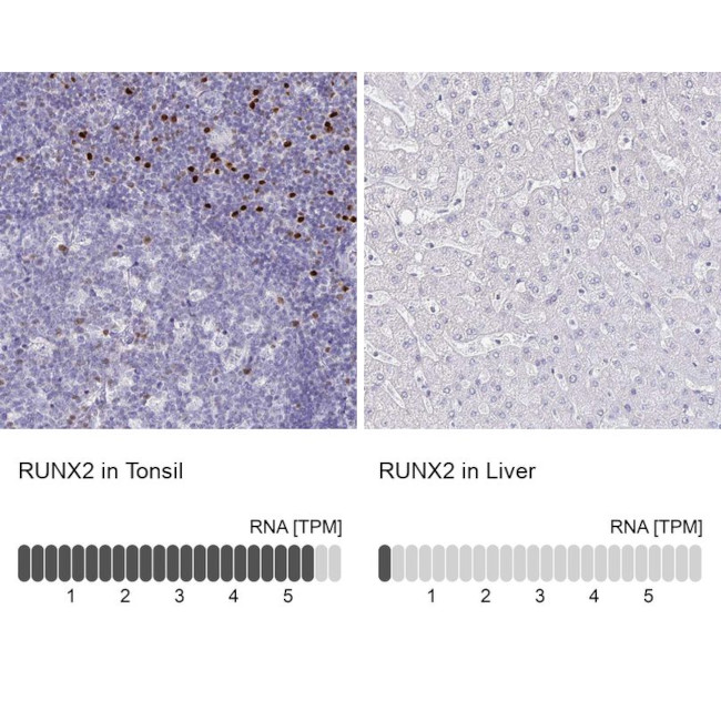 RUNX2 Antibody