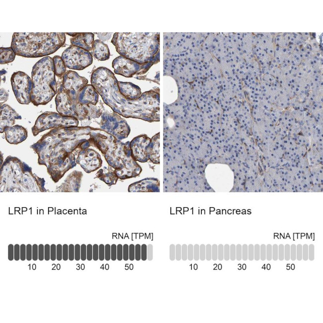 LRP1 Antibody