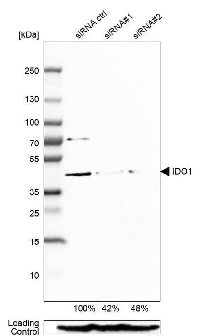 IDO Antibody