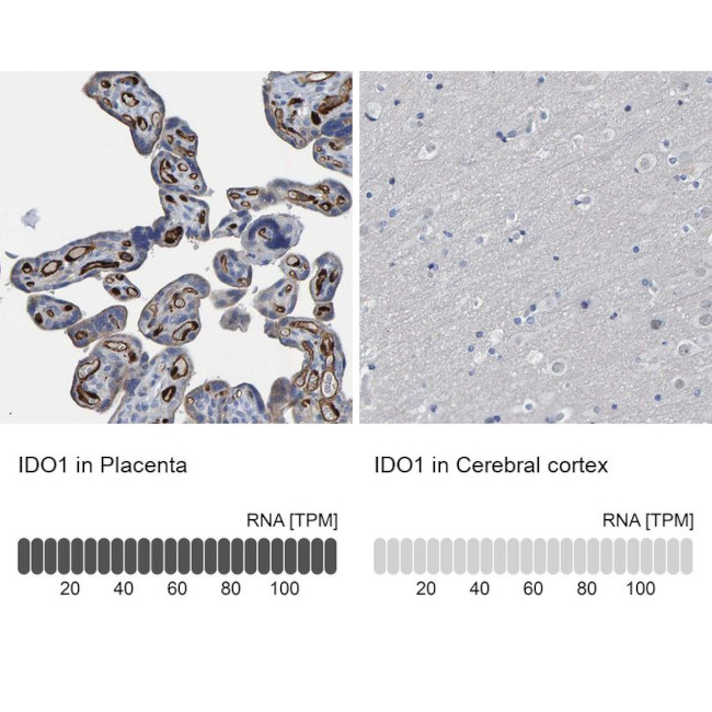 IDO Antibody