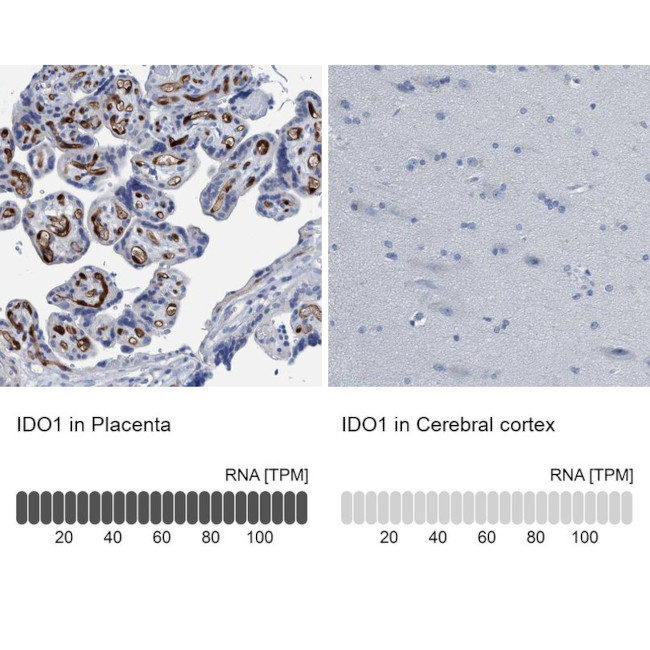 IDO Antibody