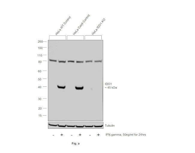 IDO Antibody