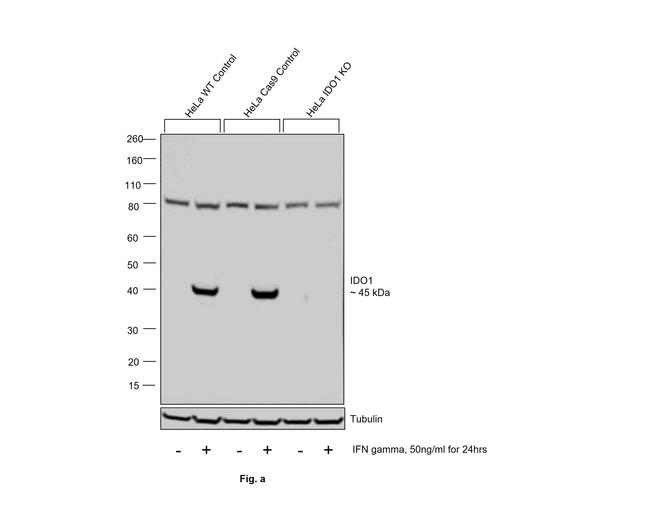 IDO Antibody in Western Blot (WB)