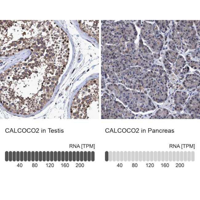 CALCOCO2 Antibody