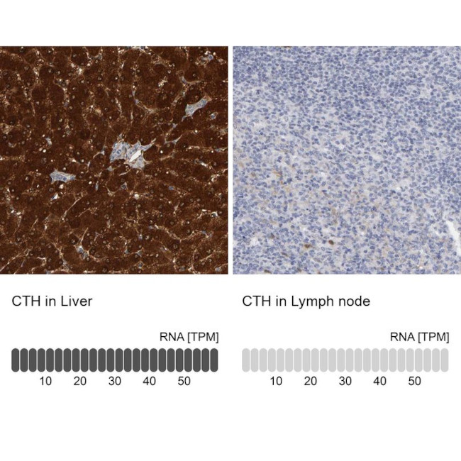 CTH Antibody