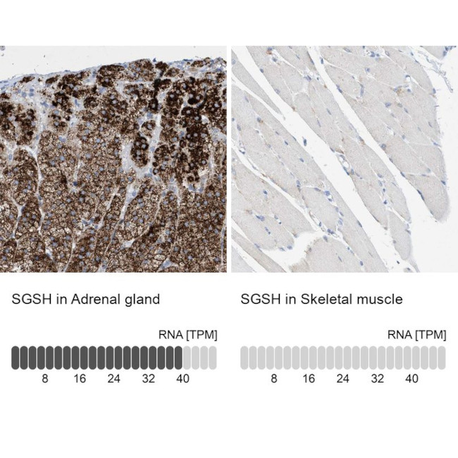 SGSH Antibody