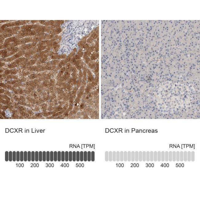 DCXR Antibody