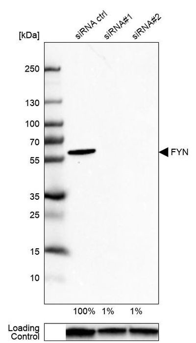 Fyn Antibody