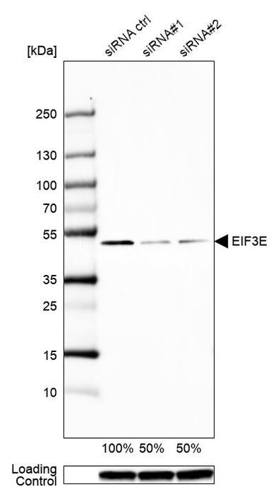 eIF3e Antibody