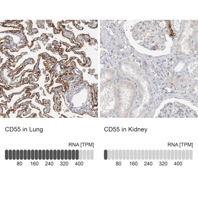 CD55 Antibody