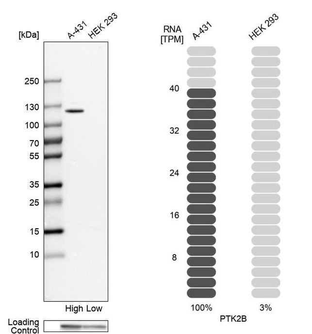 PYK2 Antibody