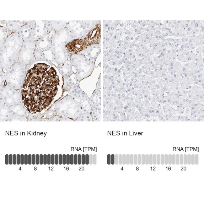 Nestin Antibody