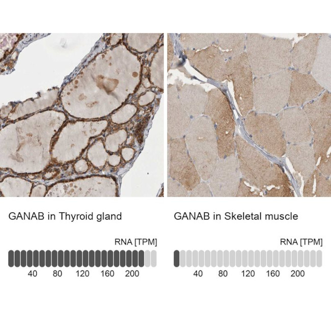 GANAB Antibody