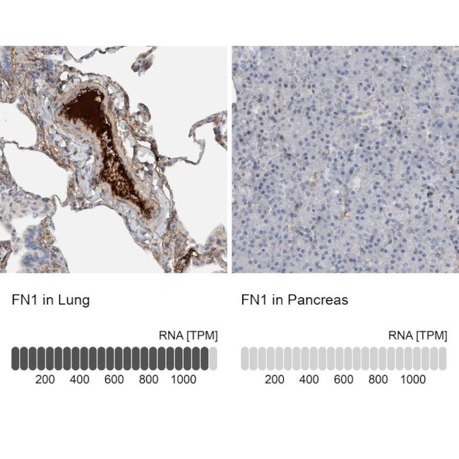 Fibronectin Antibody