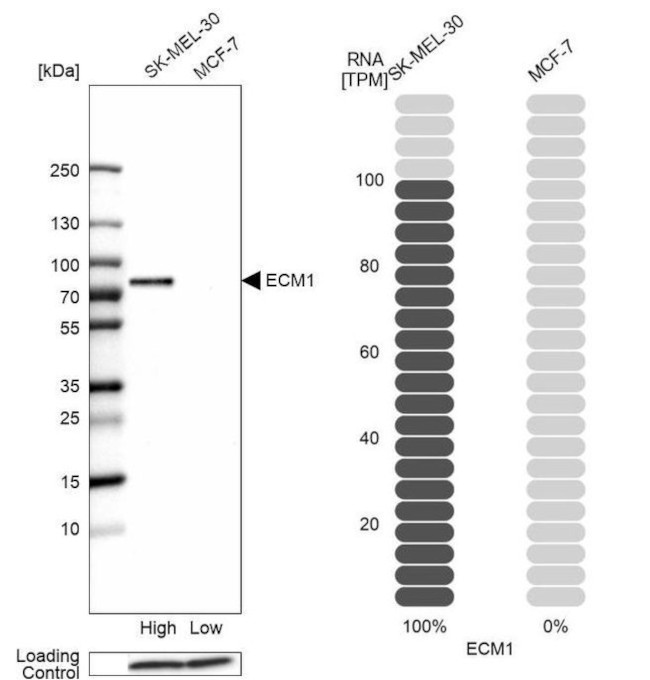 ECM1 Antibody