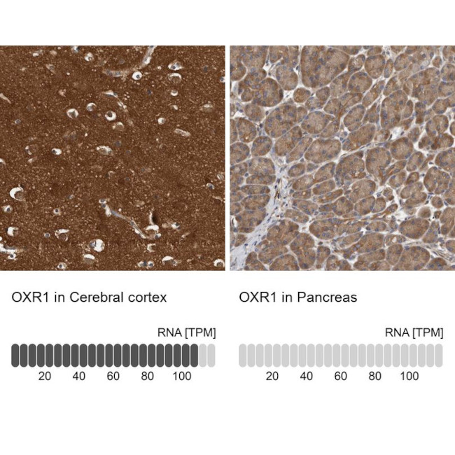 OXR1 Antibody