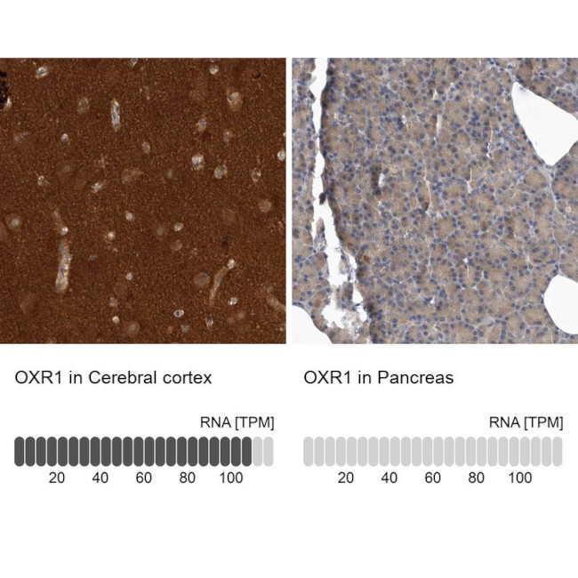 OXR1 Antibody