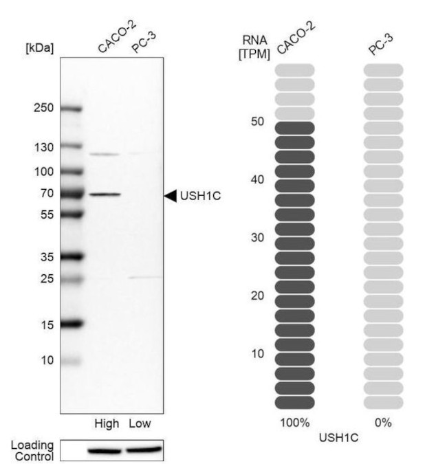 USH1C Antibody