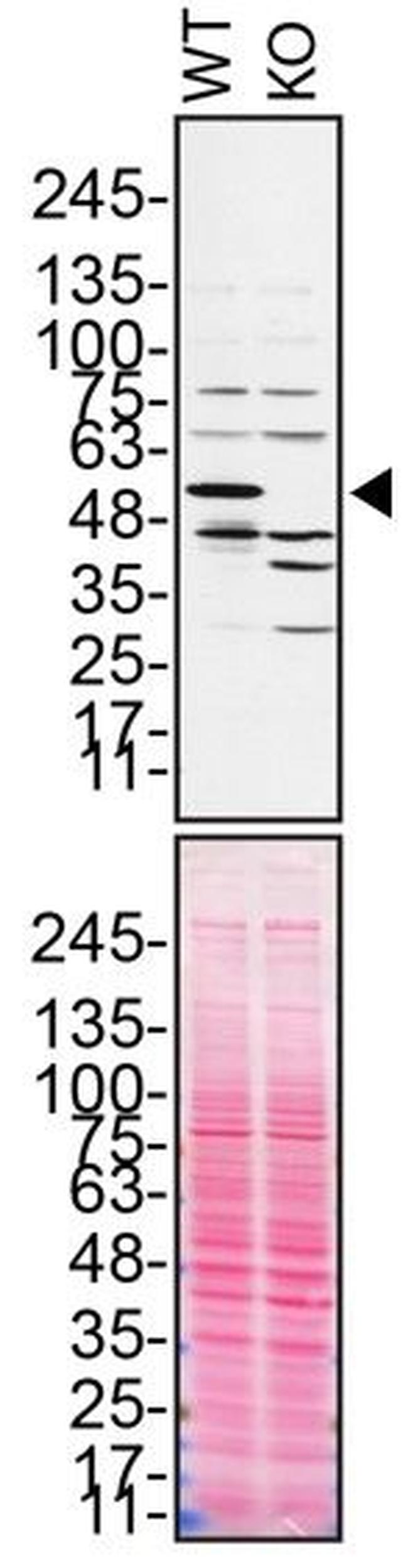 Annexin A11 Antibody in Western Blot (WB)