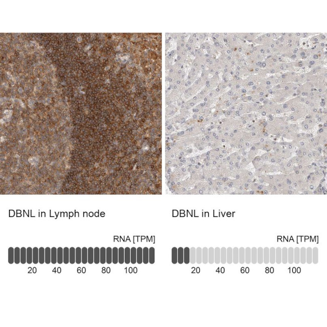 HIP55 Antibody