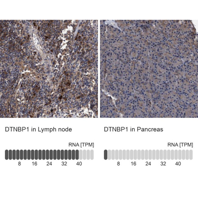 DTNBP1 Antibody