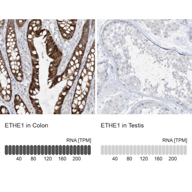 ETHE1 Antibody