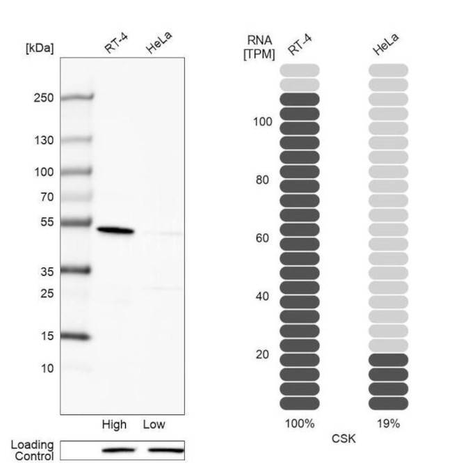 CSK Antibody