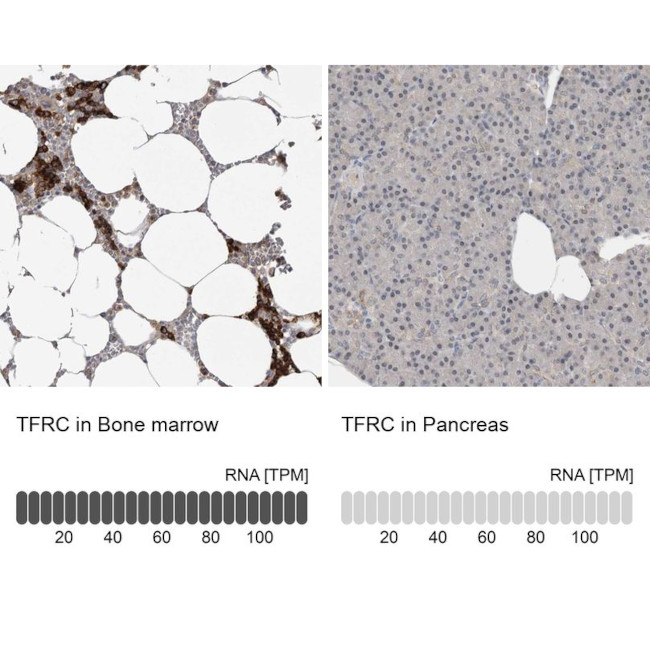 Transferrin Receptor Antibody