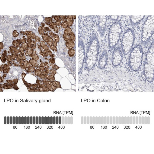 LPO Antibody