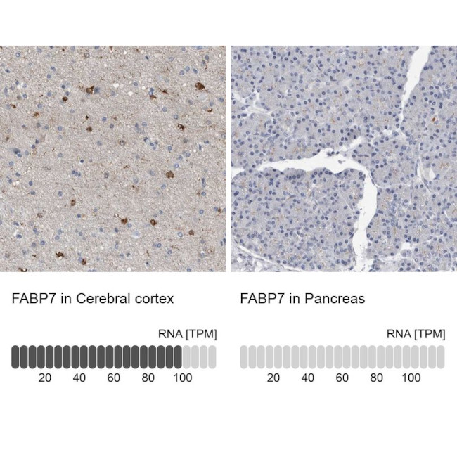 FABP7 Antibody