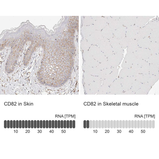 CD82 Antibody