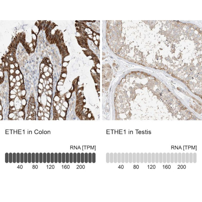 ETHE1 Antibody