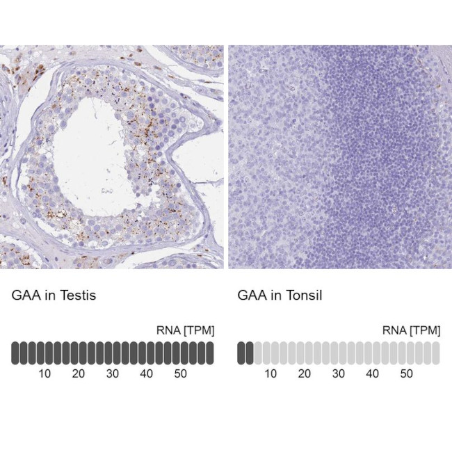 LYAG Antibody