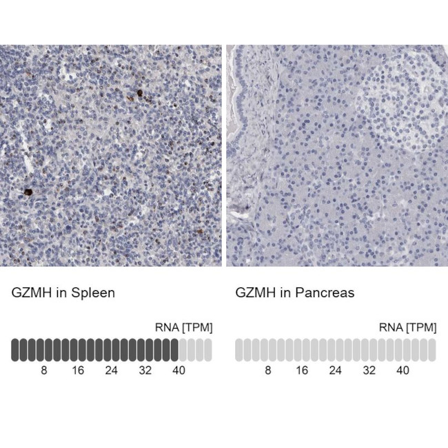 Granzyme H Antibody