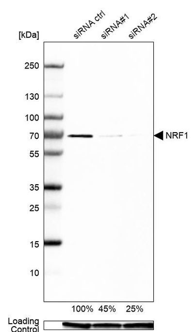 NRF1 Antibody