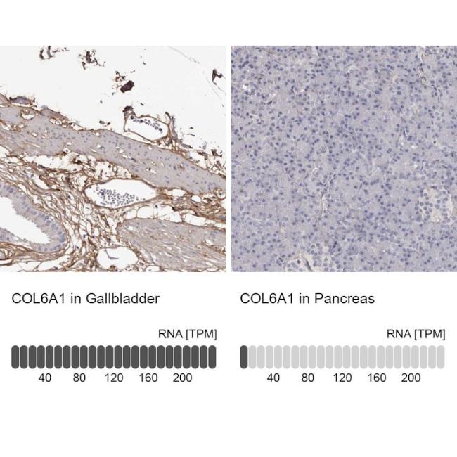 COL6A1 Antibody