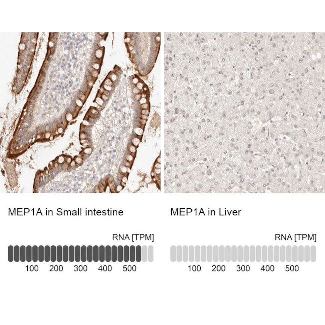 MEP1A Antibody