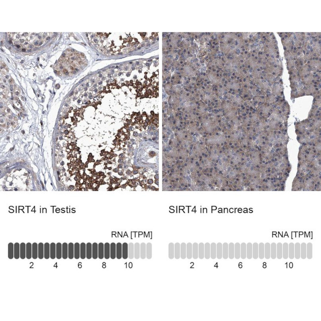 SIRT4 Antibody