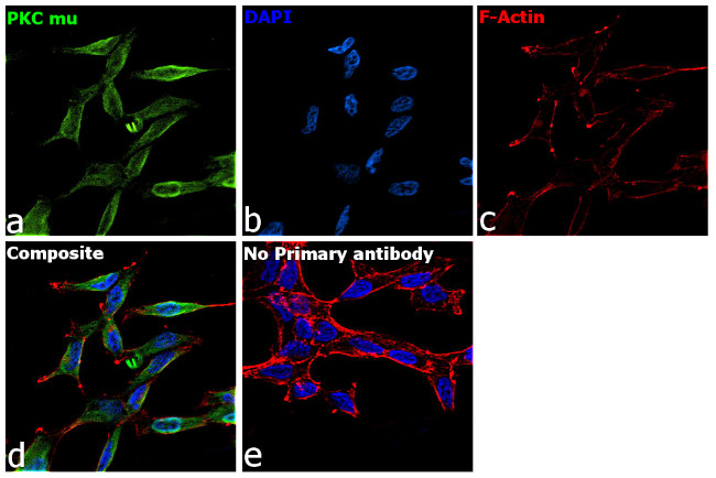 PKC mu Antibody in Immunocytochemistry (ICC/IF)