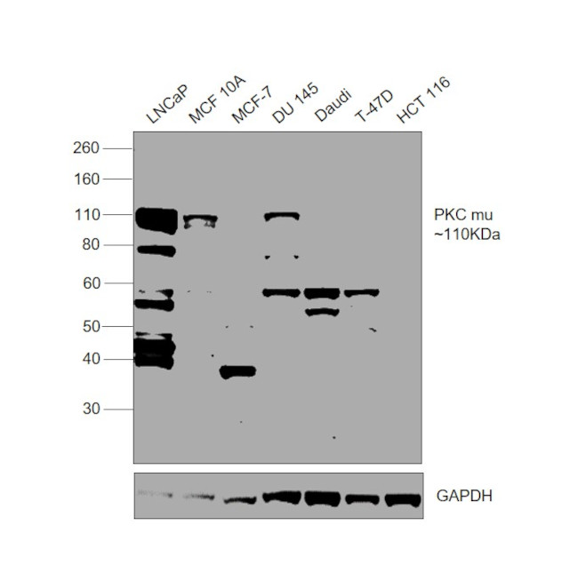 PKC mu Antibody in Western Blot (WB)