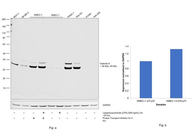 Galectin 8 Antibody in Western Blot (WB)