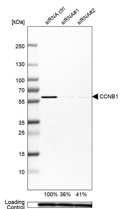 Cyclin B1 Antibody