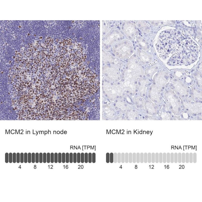 MCM2 Antibody