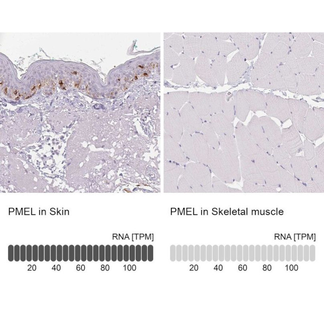 PMEL Antibody