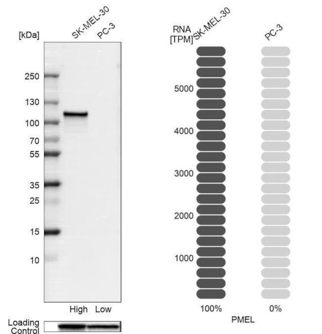 PMEL Antibody