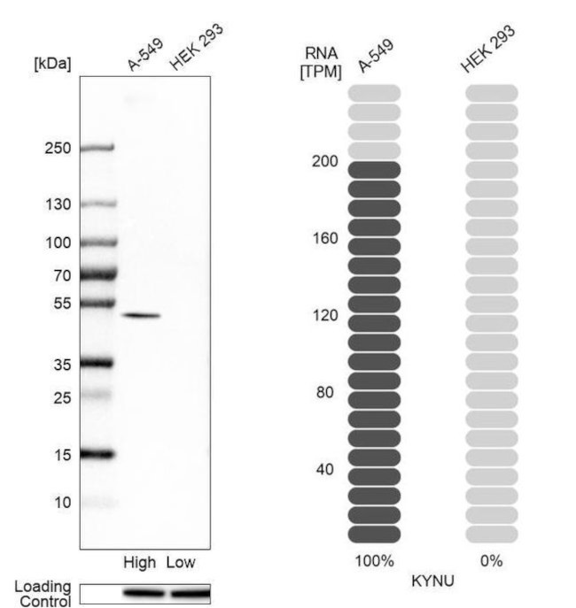 KYNU Antibody